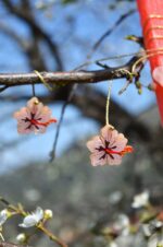 Easter candle with plexiglass pink hibiscus - Image 6