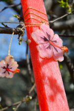 Easter candle with plexiglass pink hibiscus - Image 5
